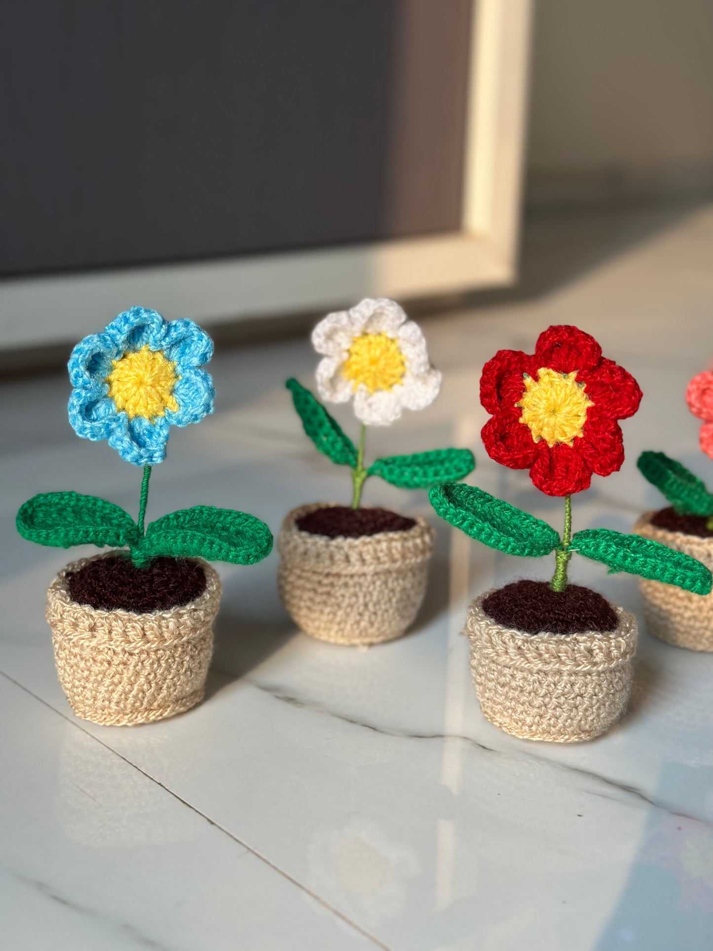 Aster flower pot