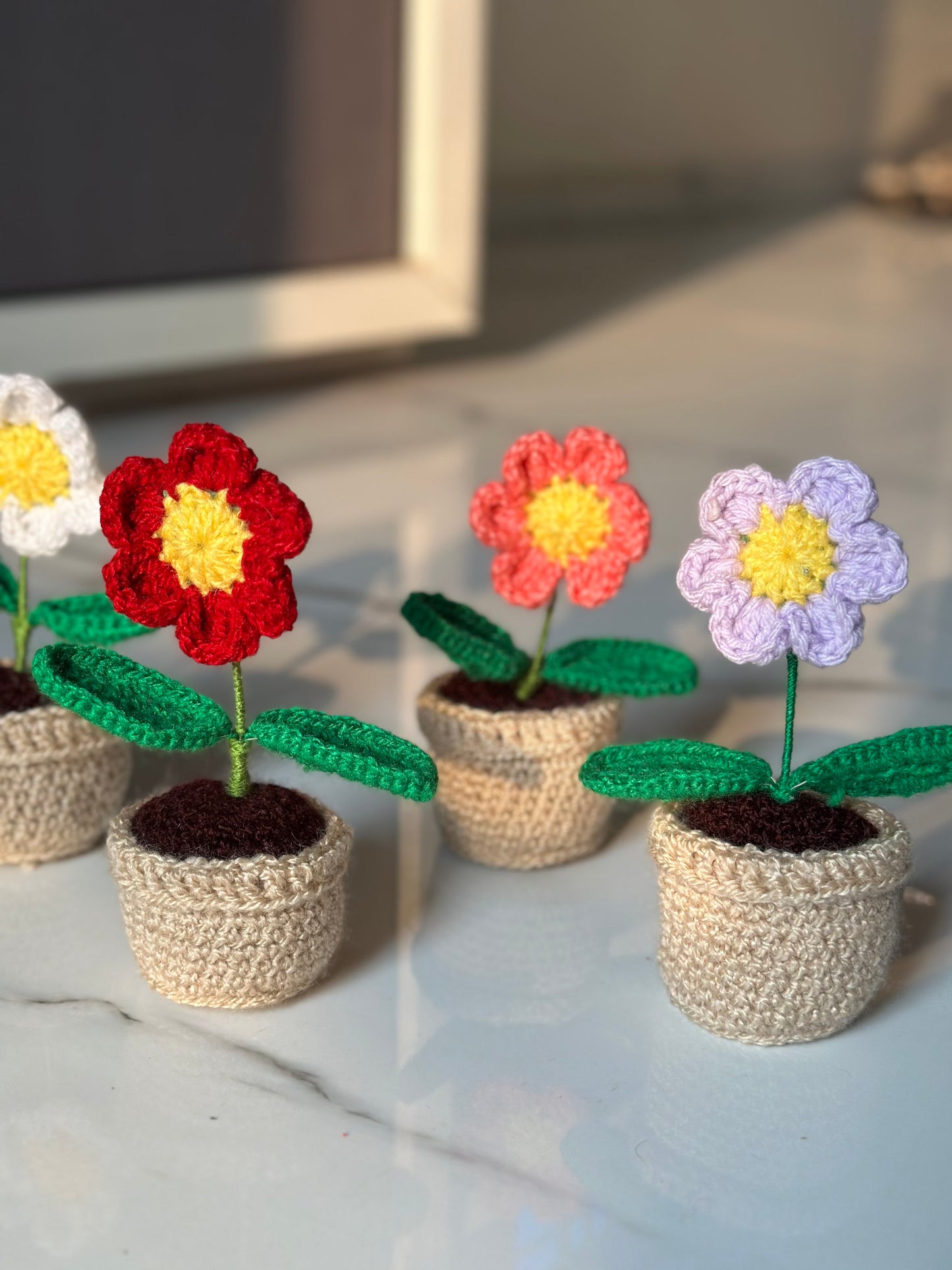 Aster flower pot